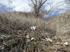 Crocus-reticulatus_Тбилисская